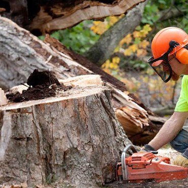 Stump Removal