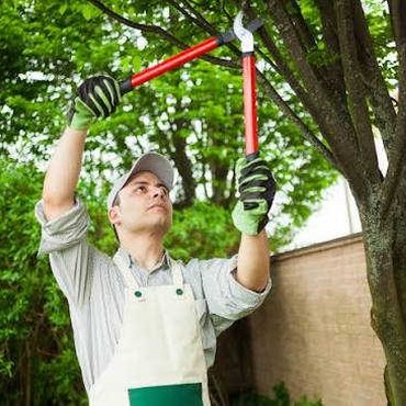 Tree Trimming